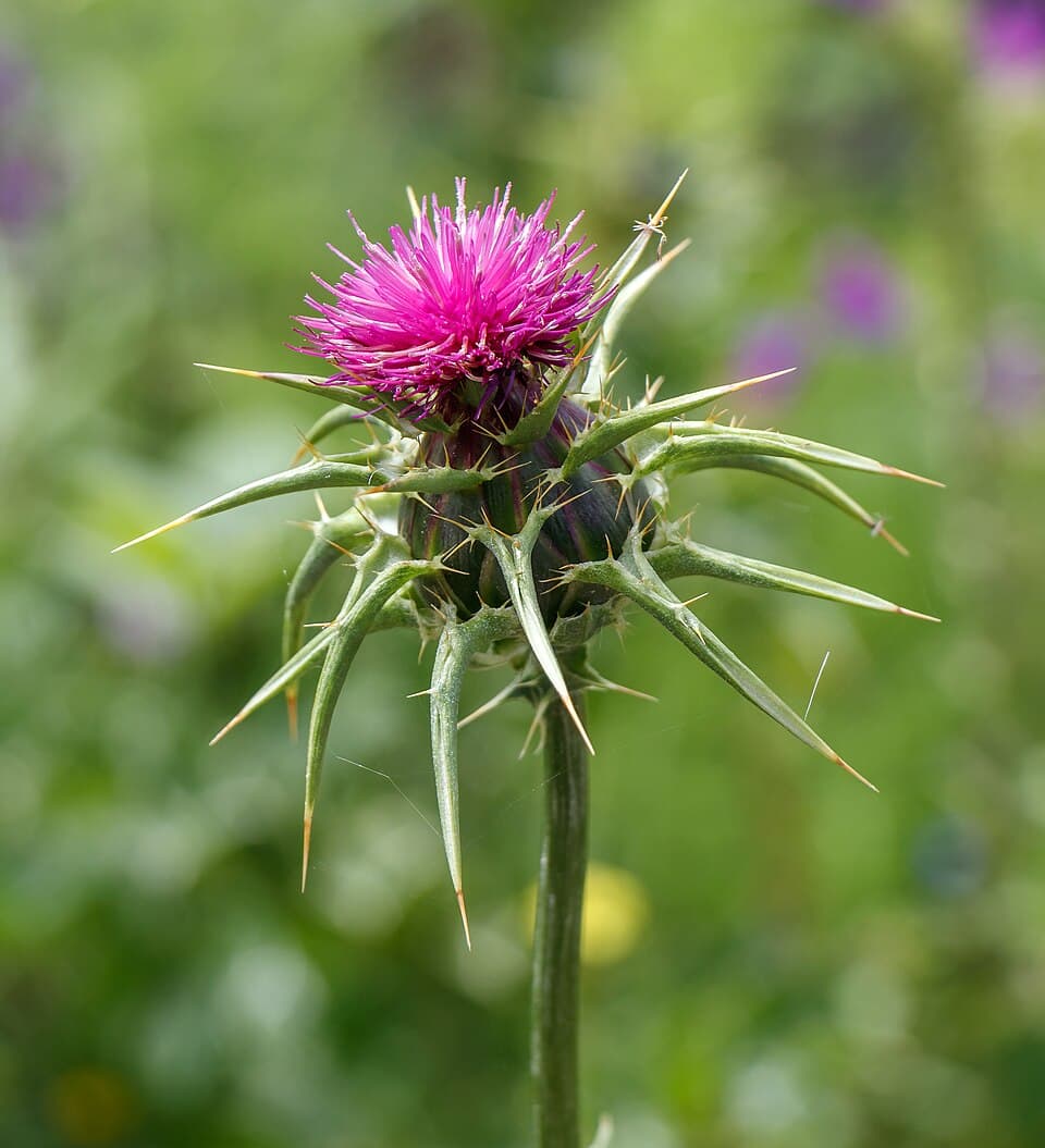 Milk Thistle (Silymarin 80%)
