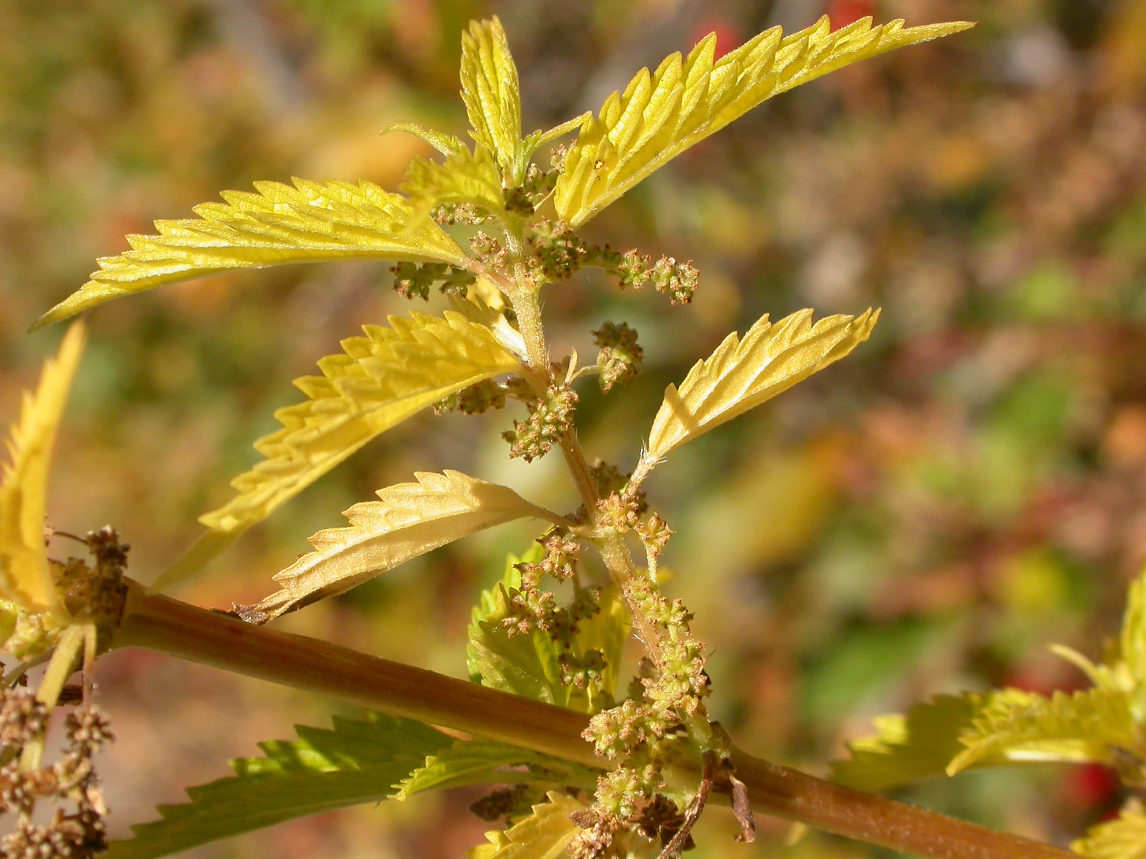 Stinging Nettle Root