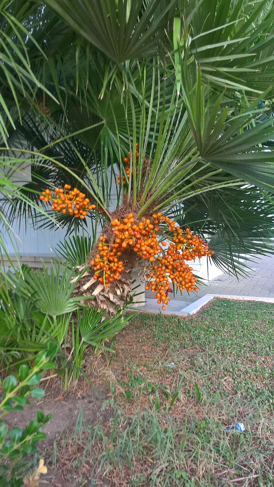 Saw Palmetto Extract